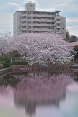 平公園のさくら