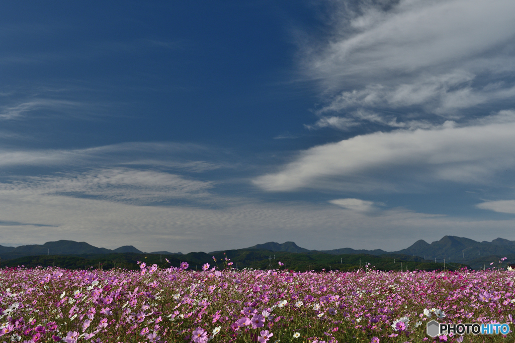 犬ヶ岳と秋桜