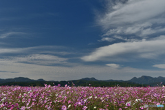 犬ヶ岳と秋桜