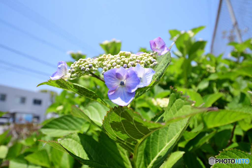 ajisai