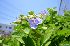 ajisai