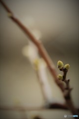 蕾