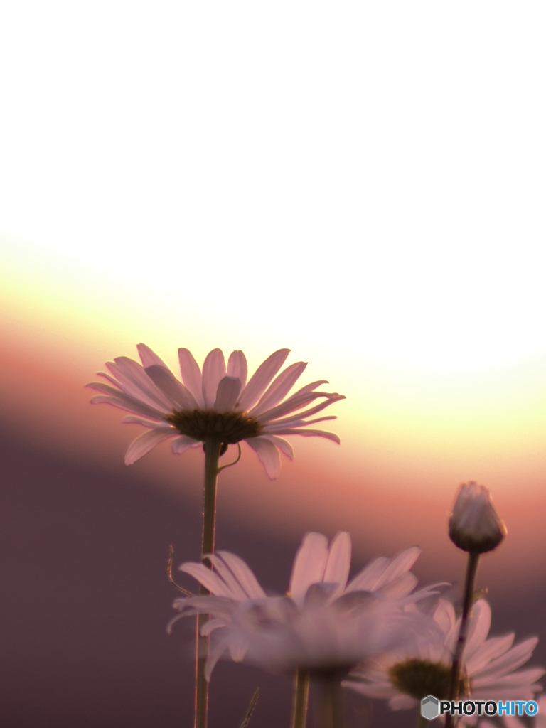 夕暮れ