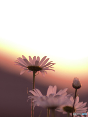 夕暮れ