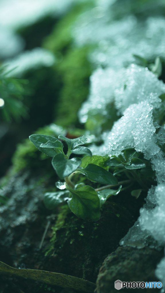 雪とけて（＾＾。