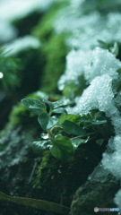 雪とけて（＾＾。