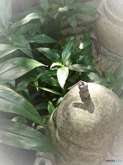 おじぞうさん？