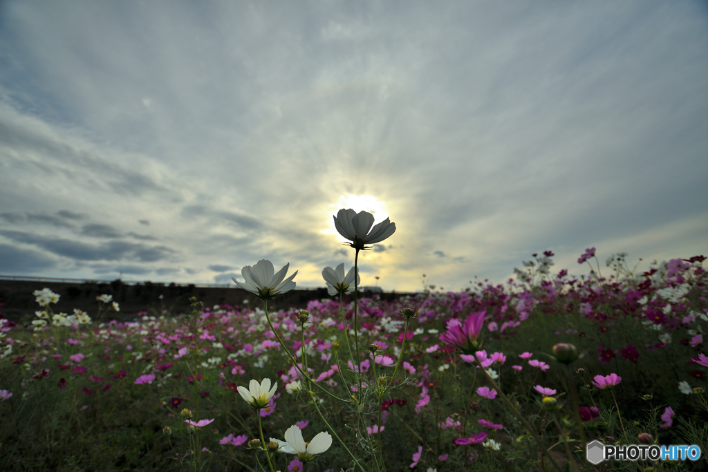 白い秋桜4