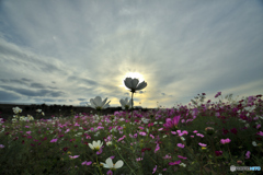 白い秋桜4