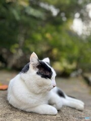 マルちゃん（亀草庵）