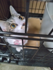 なにか？
