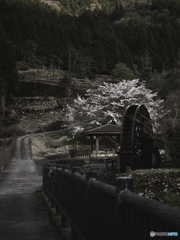 桜と水車1（＾＾