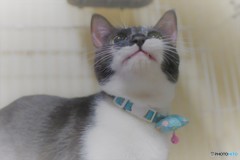 あんずちゃん