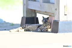 猫の楽園８