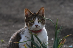 隣家のミイちゃん