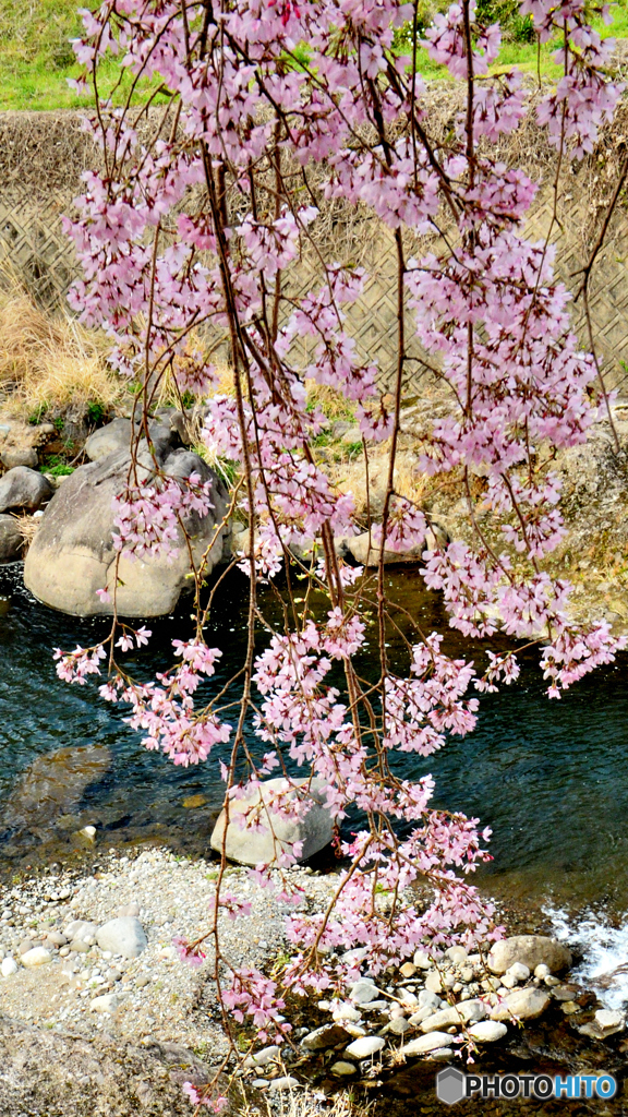 岩屋の枝垂桜2