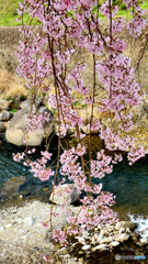 岩屋の枝垂桜2