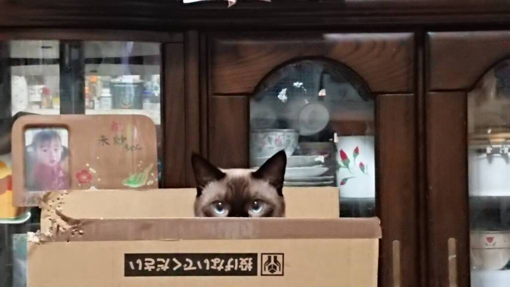 ルーちゃん　5.5㎏　また増えてる