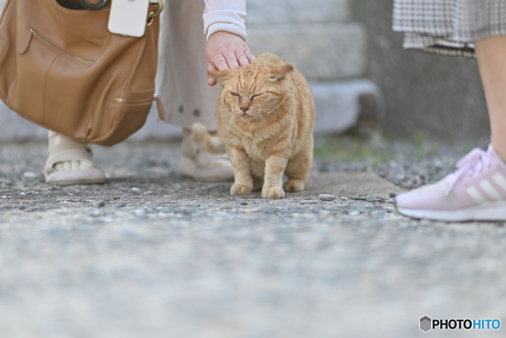猫の楽園7