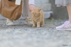 猫の楽園7