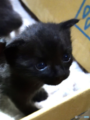 子猫２
