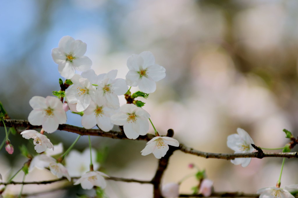 桜