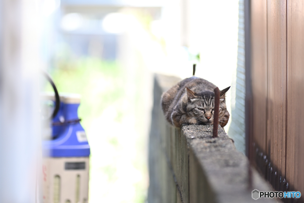 猫の楽園6