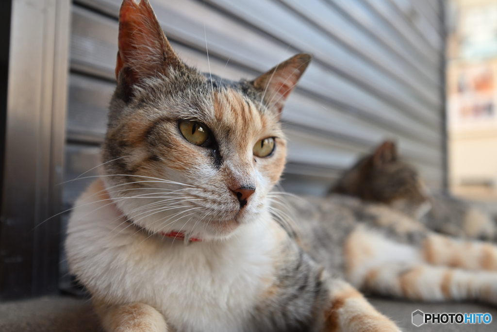 猫の楽園3