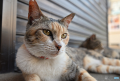 猫の楽園3