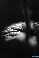 DSC_1050