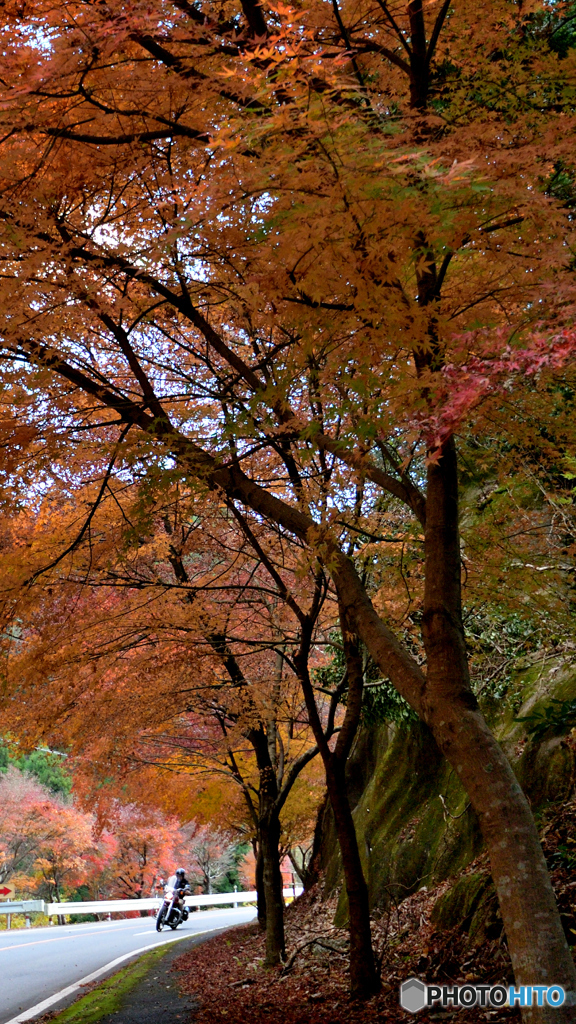 紅葉と。。。