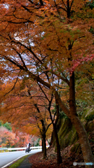 紅葉と。。。