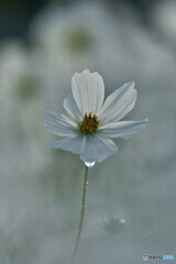 一輪の秋桜