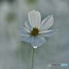 一輪の秋桜