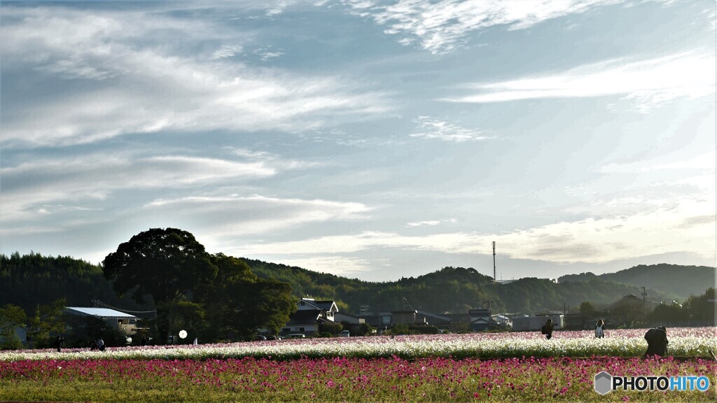 朝の秋桜園