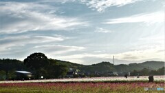 朝の秋桜園