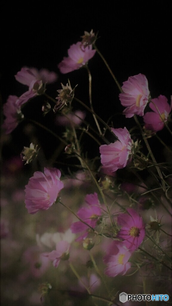夜秋桜