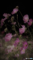 夜秋桜