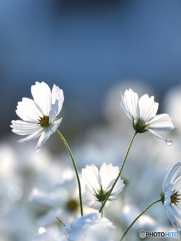 朝秋桜2