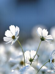 朝秋桜2