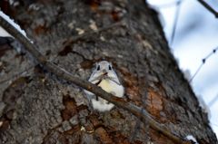 寒くないよ、食べていれば