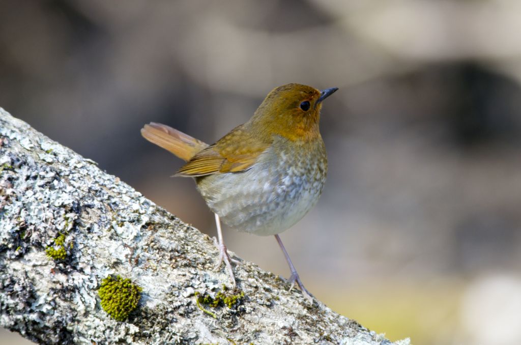 朱の鳥2