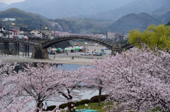 錦帯橋の桜②