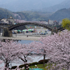 錦帯橋の桜②