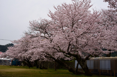 錦帯橋の桜⑧