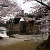 錦帯橋の桜⑥