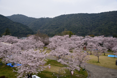 錦帯橋の桜⑬