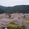 錦帯橋の桜⑬