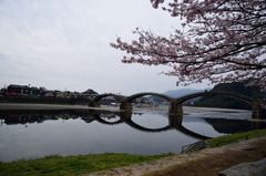 錦帯橋の桜⑤