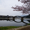 錦帯橋の桜⑤